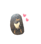 愛犬【マロンくん】（個別スタンプ：7）