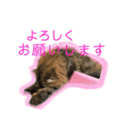 ドンノブボム④（個別スタンプ：4）