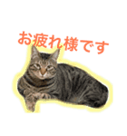 ドンノブボム④（個別スタンプ：5）