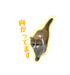 ドンノブボム④（個別スタンプ：9）