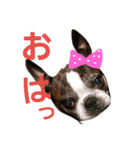ボストンテリアどんぐり4（個別スタンプ：1）