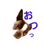 ボストンテリアどんぐり4（個別スタンプ：2）