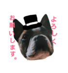 ボストンテリアどんぐり4（個別スタンプ：5）