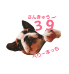 ボストンテリアどんぐり4（個別スタンプ：6）