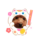 大人になったマロンちゅわん2（個別スタンプ：9）