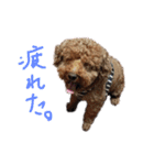 大人になったマロンちゅわん2（個別スタンプ：15）