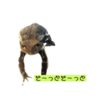 コハクとヒスイ〜かえる日和〜（個別スタンプ：3）