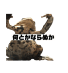 コハクとヒスイ〜かえる日和〜（個別スタンプ：5）