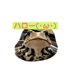 コハクとヒスイ〜かえる日和〜（個別スタンプ：9）