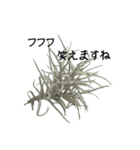 ティランジアで癒される相づち(実写)（個別スタンプ：7）