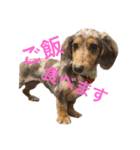 愛犬くうちゃん（個別スタンプ：1）