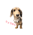 愛犬くうちゃん（個別スタンプ：2）