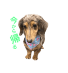 愛犬くうちゃん（個別スタンプ：4）