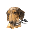 愛犬くうちゃん（個別スタンプ：5）