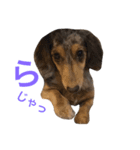 愛犬くうちゃん（個別スタンプ：6）