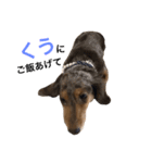 愛犬くうちゃん（個別スタンプ：7）