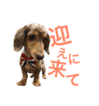愛犬くうちゃん（個別スタンプ：8）