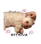老犬マルチーズ・ペルのスタンプ 3（個別スタンプ：1）