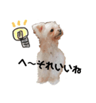 老犬マルチーズ・ペルのスタンプ 3（個別スタンプ：2）