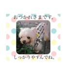 老犬マルチーズ・ペルのスタンプ 3（個別スタンプ：6）