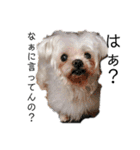 老犬マルチーズ・ペルのスタンプ 3（個別スタンプ：7）