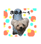 老犬マルチーズ・ペルのスタンプ 3（個別スタンプ：9）