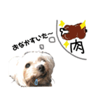 老犬マルチーズ・ペルのスタンプ 3（個別スタンプ：10）