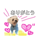 老犬マルチーズ・ペルのスタンプ 3（個別スタンプ：12）