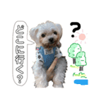 老犬マルチーズ・ペルのスタンプ 3（個別スタンプ：13）