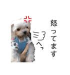 老犬マルチーズ・ペルのスタンプ 3（個別スタンプ：14）