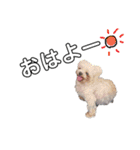 老犬マルチーズ・ペルのスタンプ 3（個別スタンプ：15）