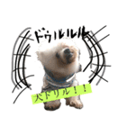 老犬マルチーズ・ペルのスタンプ 3（個別スタンプ：16）