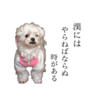 老犬マルチーズ・ペルのスタンプ 3（個別スタンプ：18）