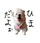 老犬マルチーズ・ペルのスタンプ 3（個別スタンプ：19）