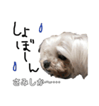 老犬マルチーズ・ペルのスタンプ 3（個別スタンプ：21）