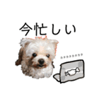 老犬マルチーズ・ペルのスタンプ 3（個別スタンプ：22）