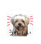 老犬マルチーズ・ペルのスタンプ 3（個別スタンプ：23）