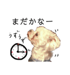 老犬マルチーズ・ペルのスタンプ 3（個別スタンプ：24）
