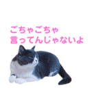 うちの子、小梅 ②（個別スタンプ：3）