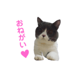 うちの子、小梅 ②（個別スタンプ：8）