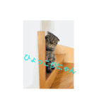 私、こまちです。（個別スタンプ：1）
