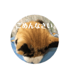 パッチスタンプ（個別スタンプ：5）