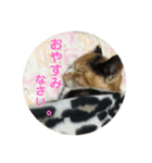 パッチスタンプ（個別スタンプ：7）