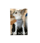 ぽよみの日常 その2（個別スタンプ：4）