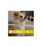 ぽよみの日常 その2（個別スタンプ：16）