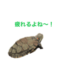 うちのペットの独り言（個別スタンプ：3）