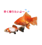 うちのペットの独り言（個別スタンプ：4）