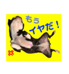 杉さん家（個別スタンプ：3）