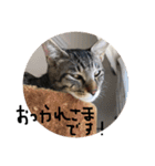 我が家の猫ちゃんの一言スタンプ（個別スタンプ：1）
