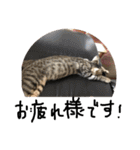 我が家の猫ちゃんの一言スタンプ（個別スタンプ：2）